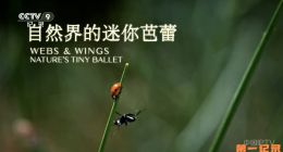 《自然界的迷你芭蕾》2024.法国.动物[TS][1080i][央视国配][全2集]