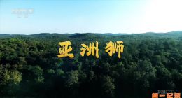 《亚洲狮》2022.印度.动物[TS][1080i][央视国配][全1集]