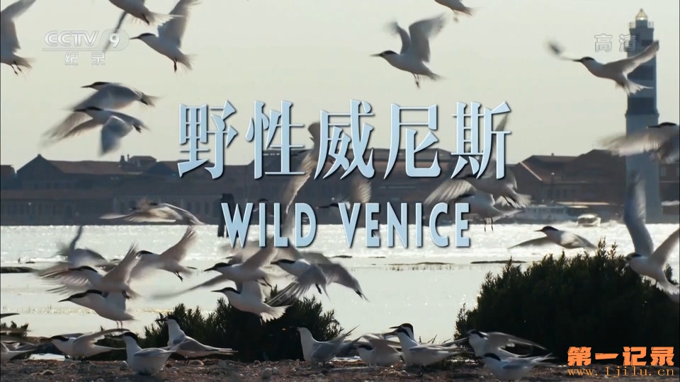 野性威尼斯 Wild Venice (2014).jpg