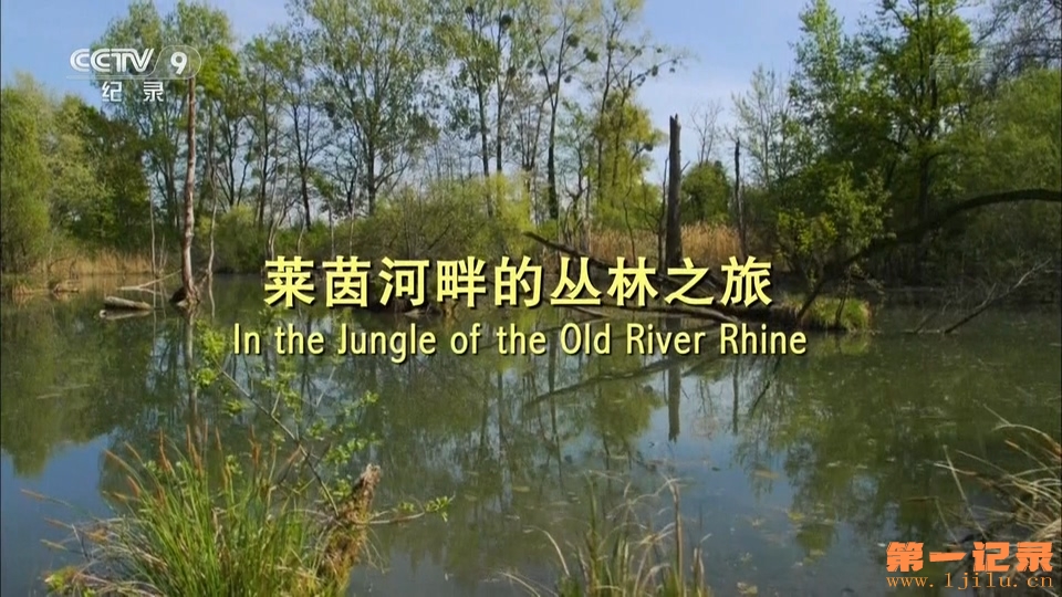 莱茵河畔的丛林之旅 In the Jungle of the Old River Rhine (2017).jpg