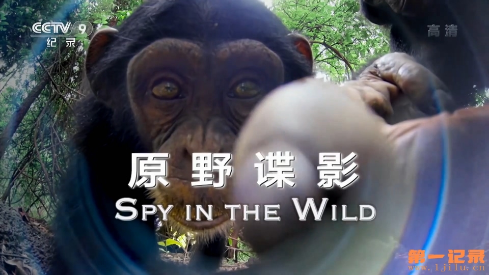 荒野间谍 第一季 Spy in the Wild Season 1 (2017).jpg