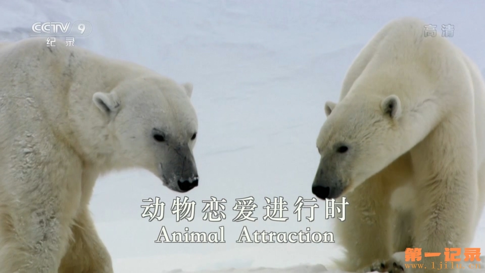 动物恋爱进行时.Animal Attraction(2016).jpg