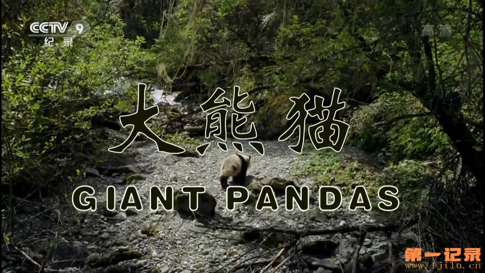 大熊猫-Giant Panda(2008).jpg