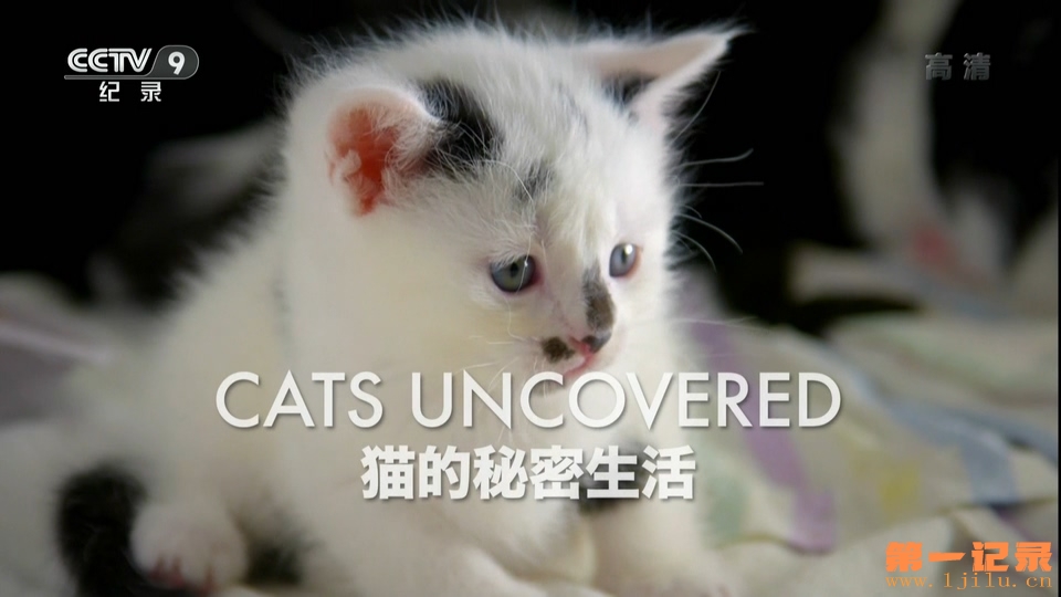 猫的秘密生活 Cats Uncovered (2014).jpg