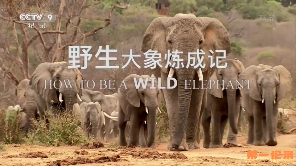 野生大象炼成记 How to Be a Wild Elephant (2014).jpg