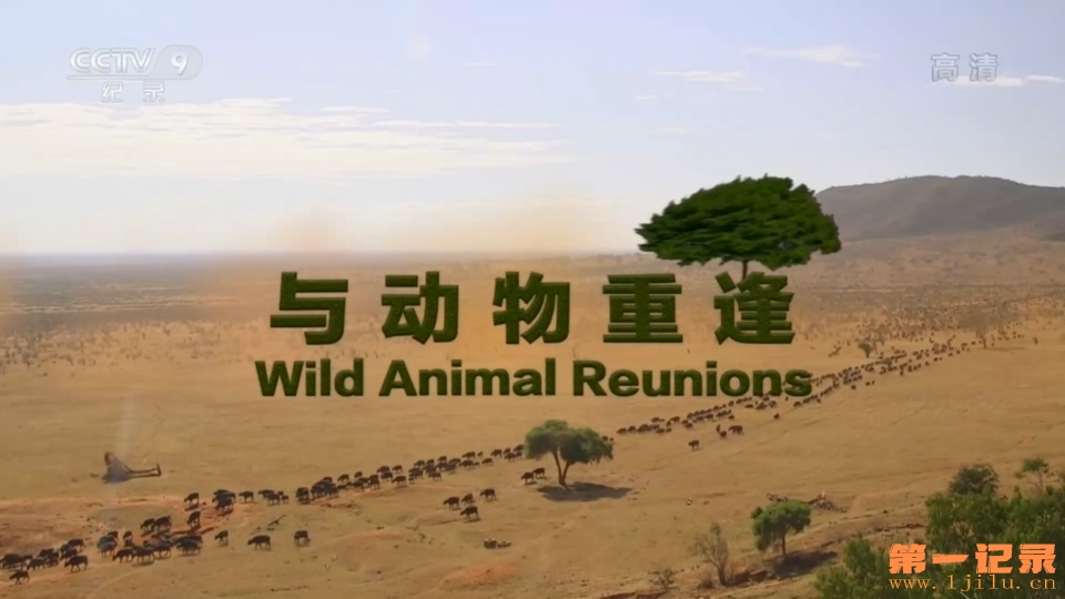 动物重逢 PBS Nature Animal Reunions (2016).jpg