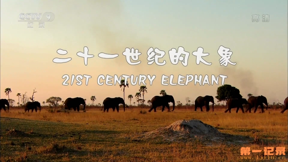 二十一世纪的大象 21st Century Elephant (2011).jpg