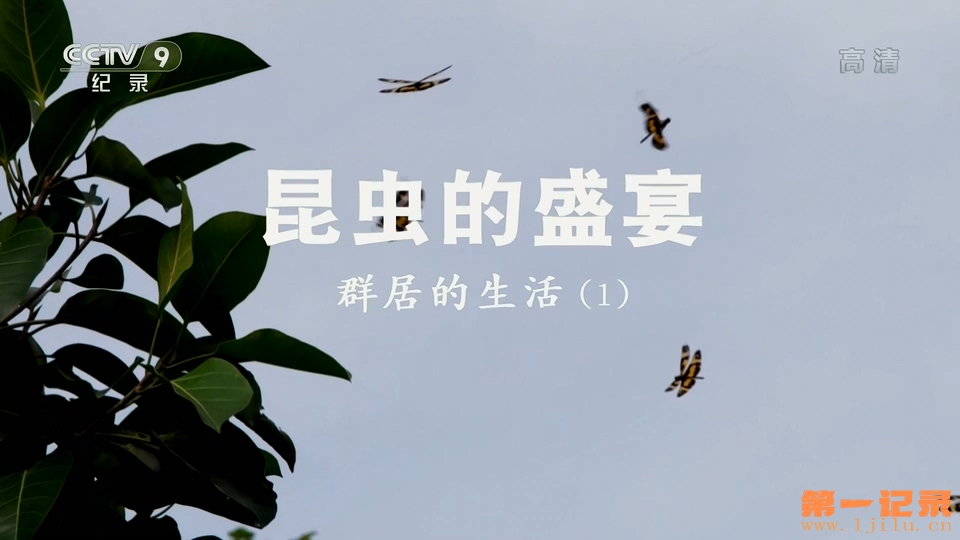 昆虫的盛宴(2020).jpg