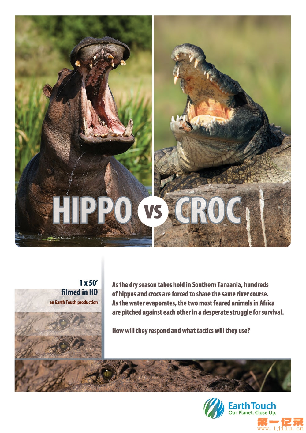 Hippo Vs Croc.jpg