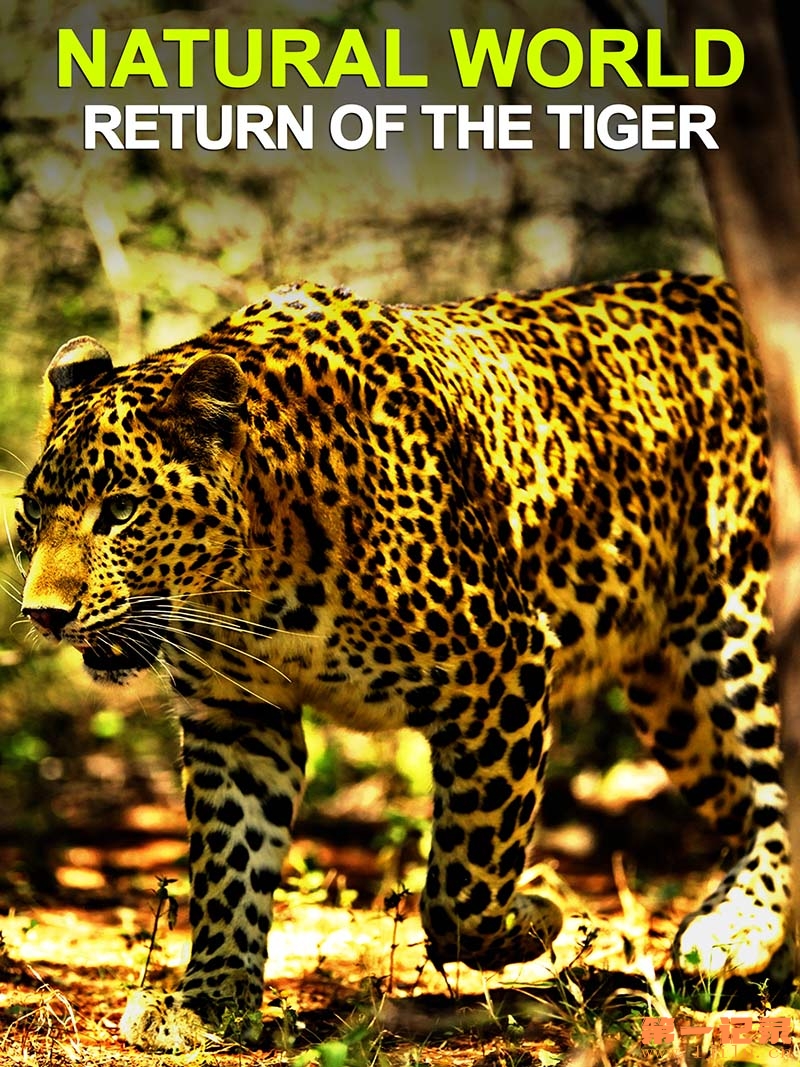 Natural World - Retune the tiger_.jpg