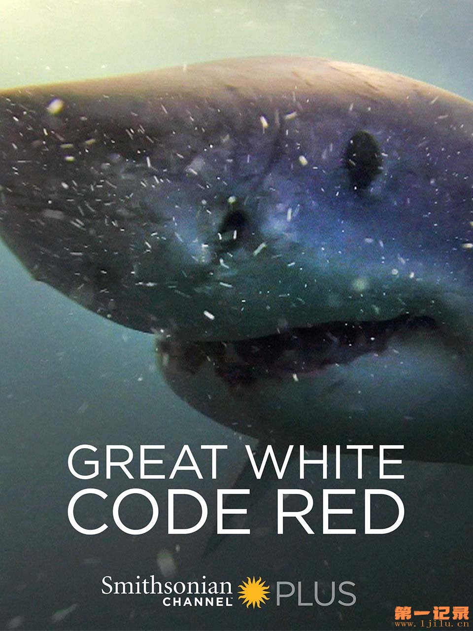 Great white code red(2018)_.jpg