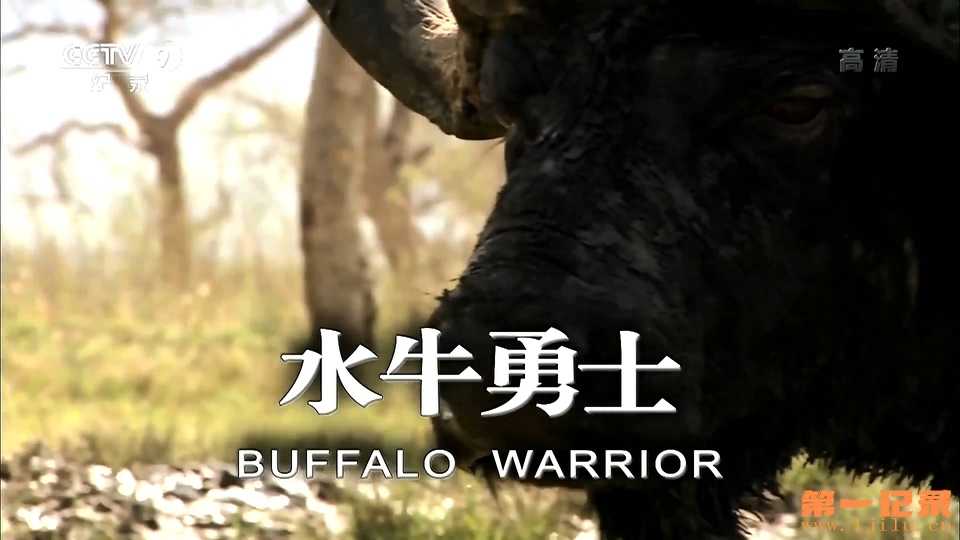 国家地理：水牛战士 National Geographic Buffalo Warrior (2010).jpg