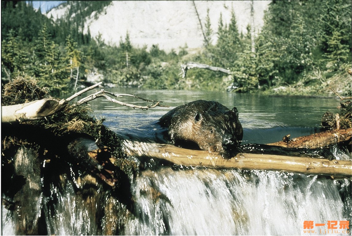 海狸 Beavers (1988).jpg