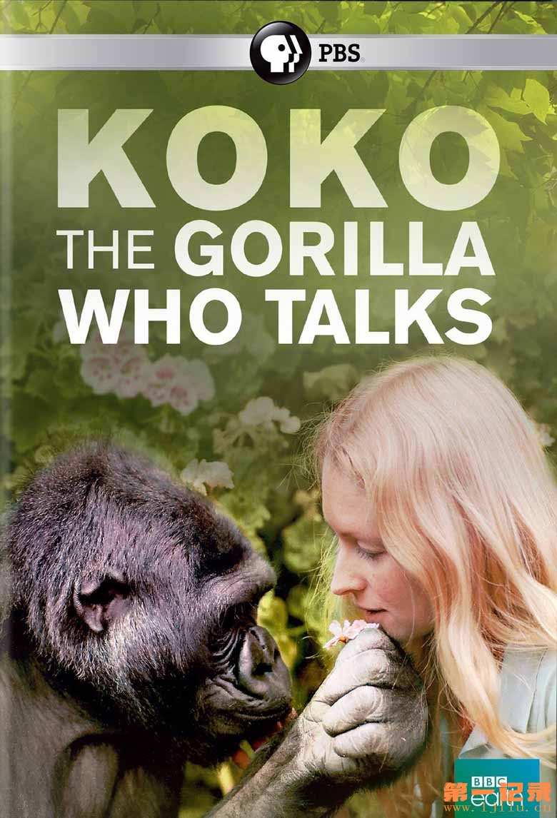 可可：能和人类说话的大猩猩 Koko The Gorilla Who Talks to People (2016).jpg