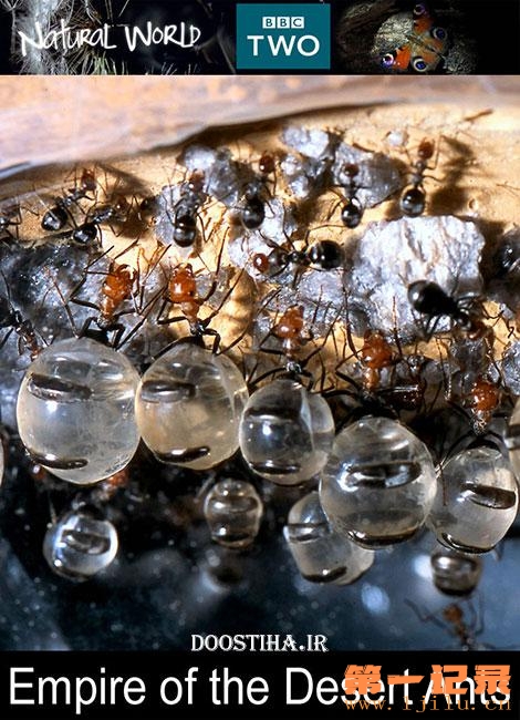 BBC 自然世界：沙漠蚂蚁帝国 BBC Natural WorldEmpire of the Desert Ants (2011).jpg