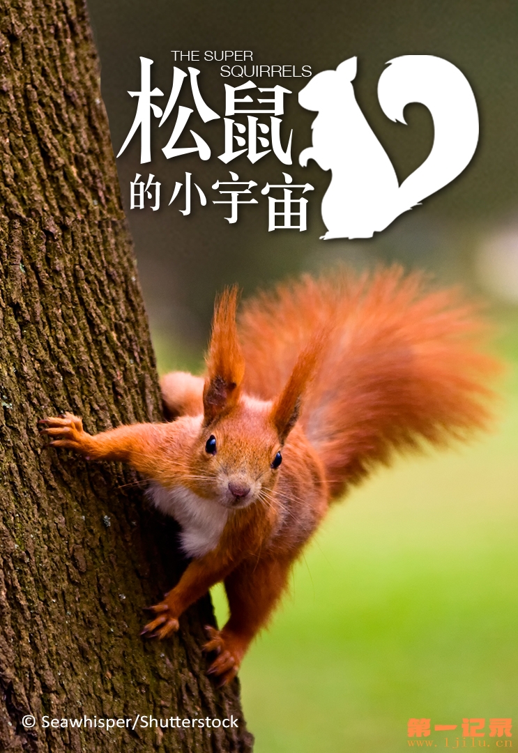 超级松鼠 Natural World The Super Squirrels (2018).jpg