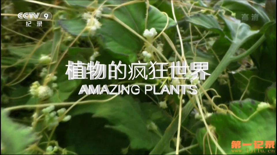 植物的疯狂世界 Amazing Plants (2011).jpg