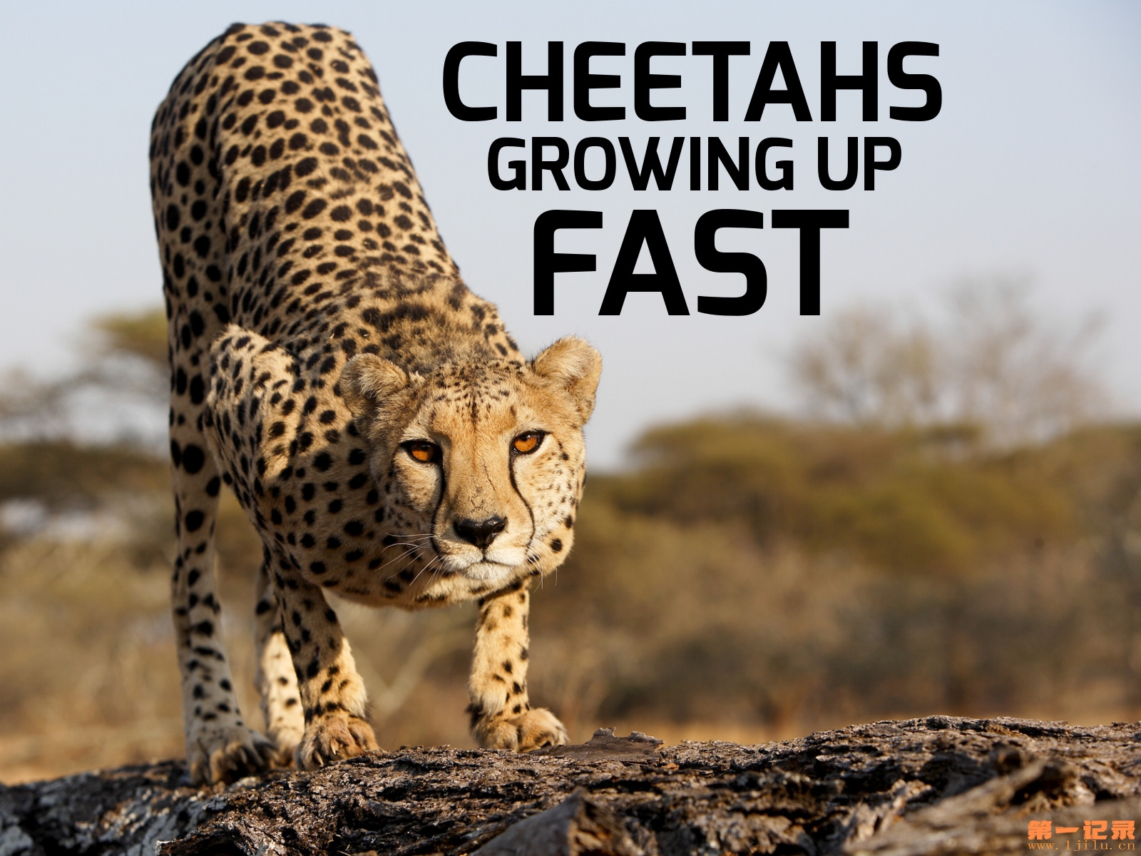 Cheetahs Growing Up Fast(2017).jpg