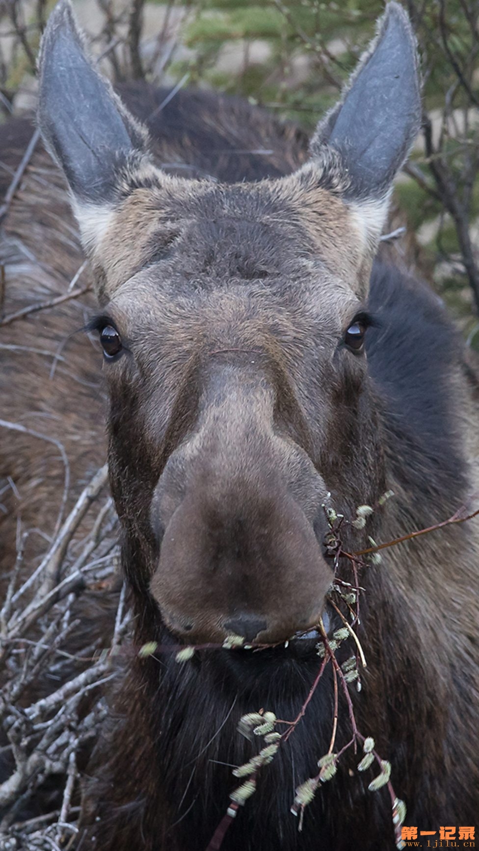 Meet the Moose Family.jpg