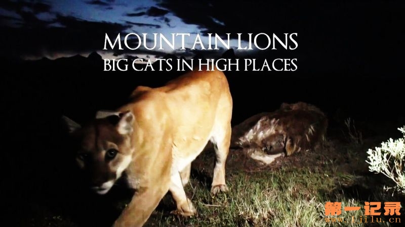 Mountain-Lions-Big-Cats-in-High-Places-Cover.jpg