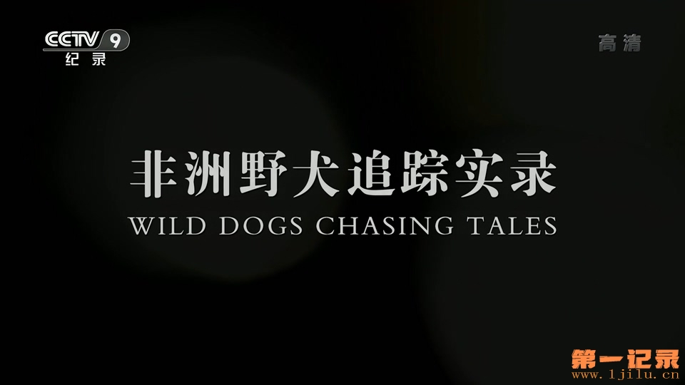 非洲野犬追踪实录.jpg