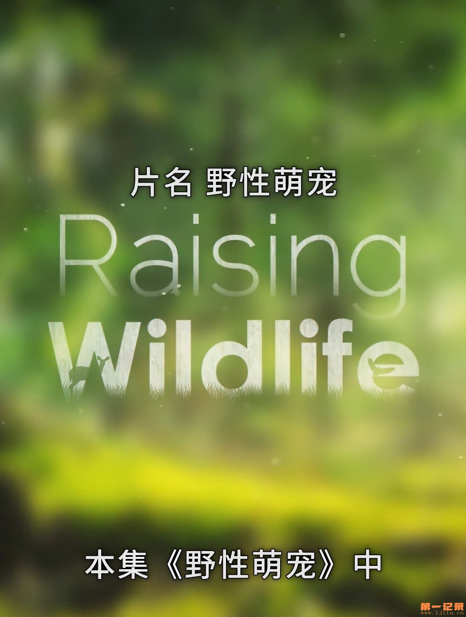 野性萌宠.Raising.Wildlife.jpg