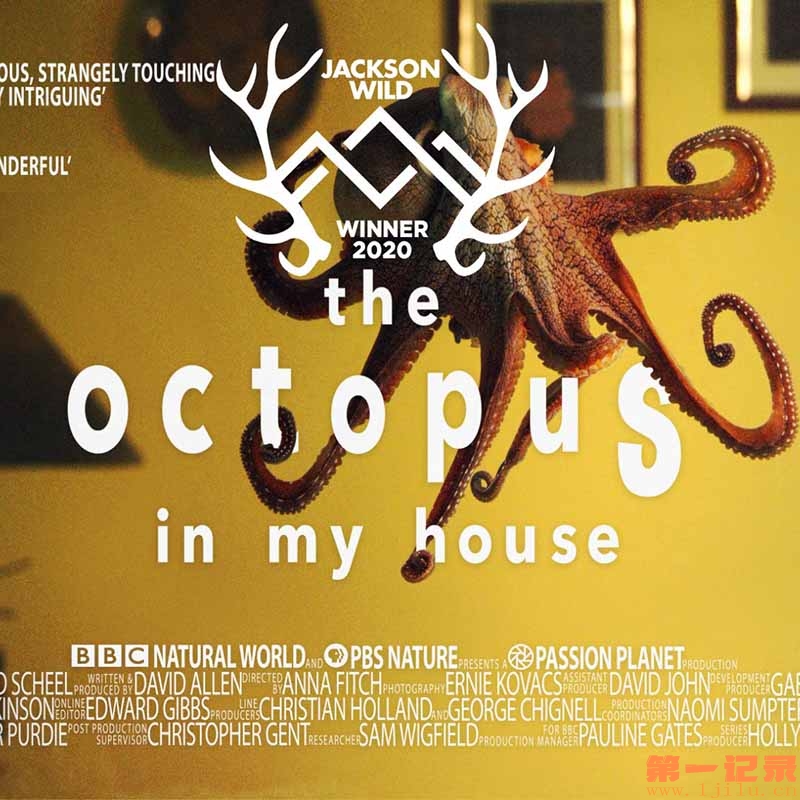 Natural World, 2019-2020, The Octopus in My House.jpg