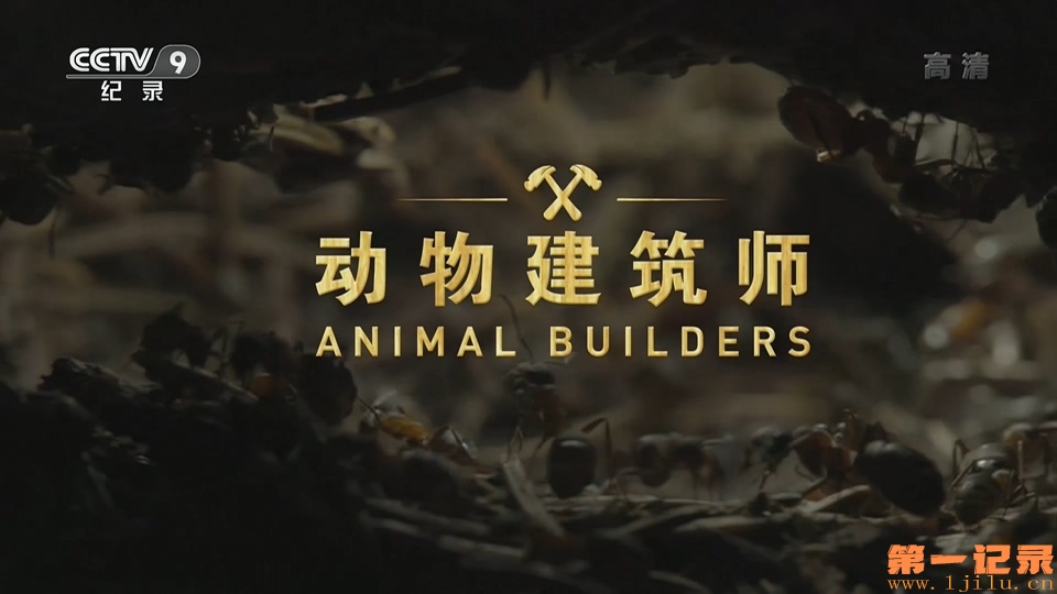 动物建筑师(2019).jpg