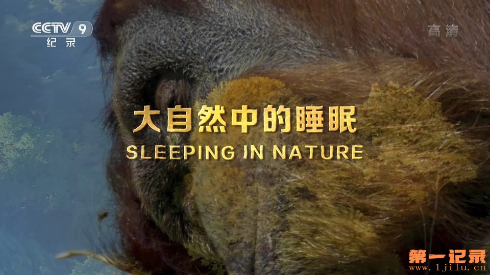 大自然中的睡眠(2017).jpg