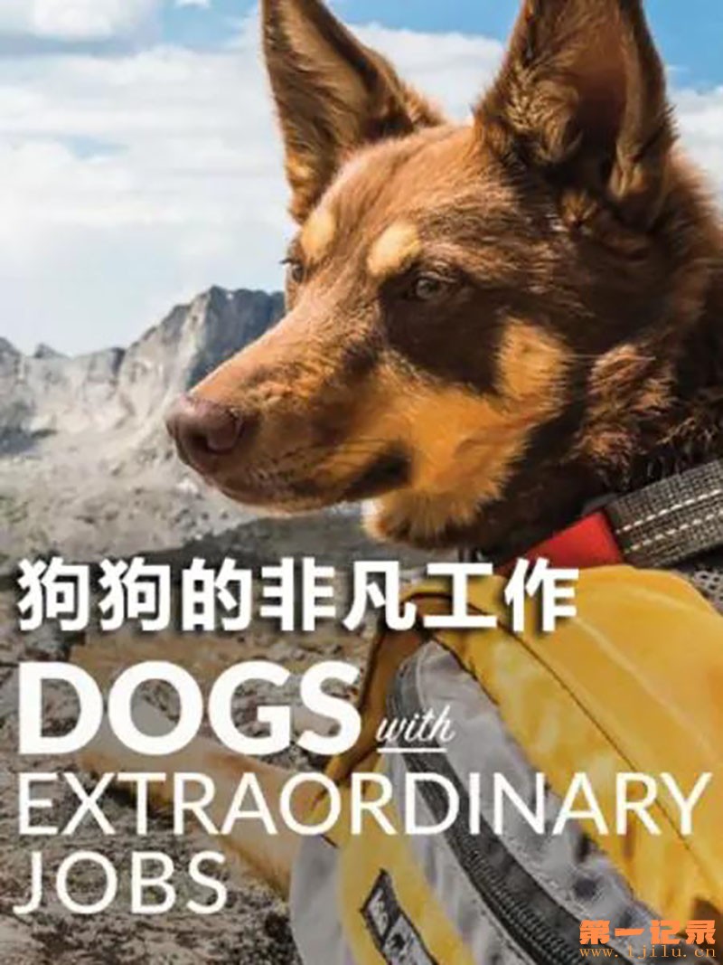 非凡工作犬 2019.jpg