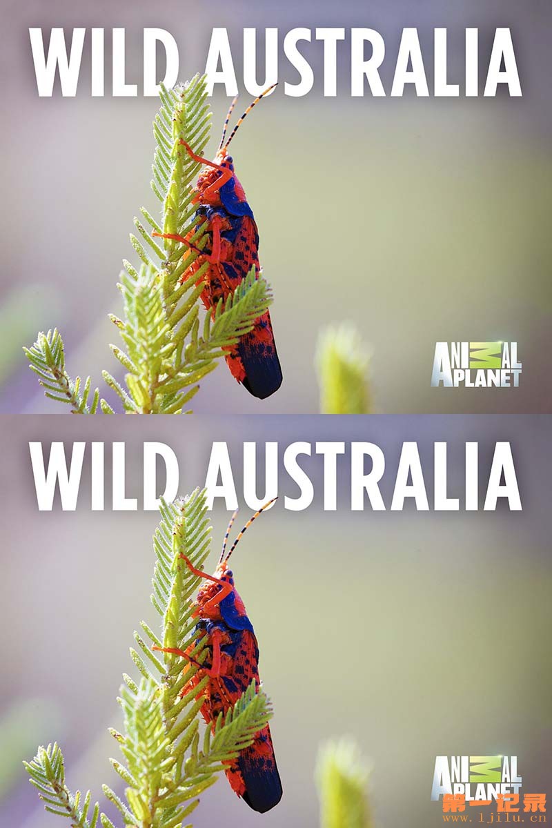 野性澳大利亚 Wild Australia 2015.jpg