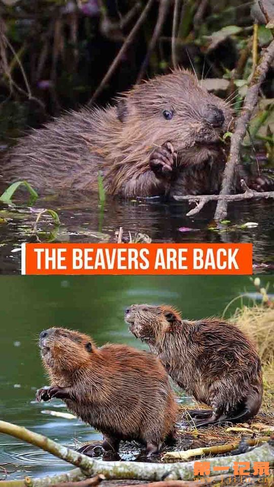 WORLDin30_10-08_The beavers are back.jpg