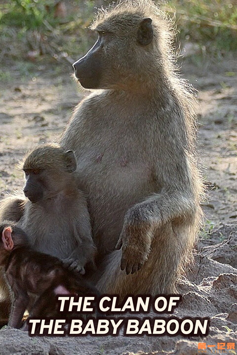 Bébé babouin et son dr&amp;#244;le de clan.jpg