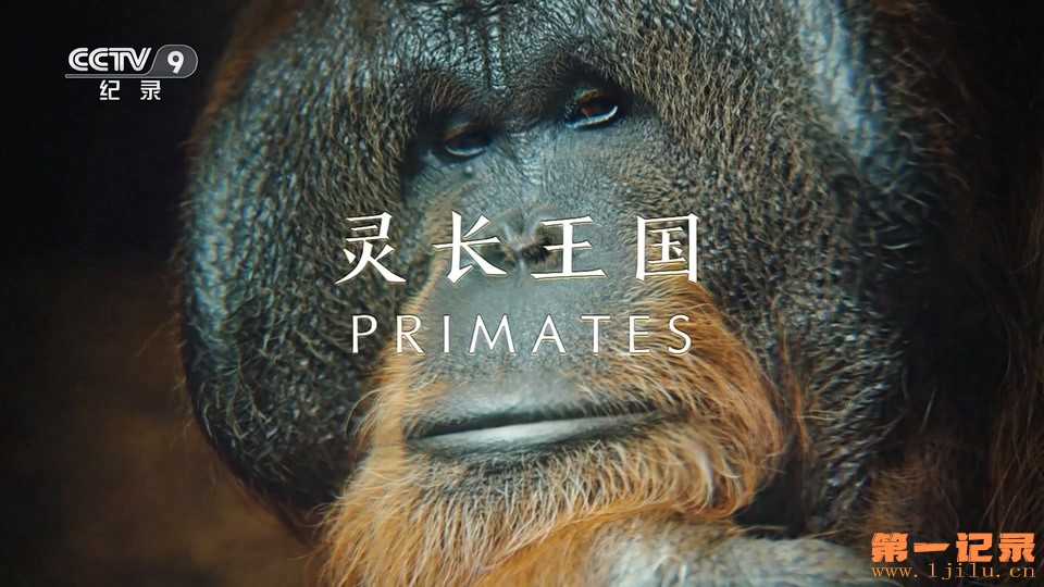 灵长王国 Primates (2020).jpg