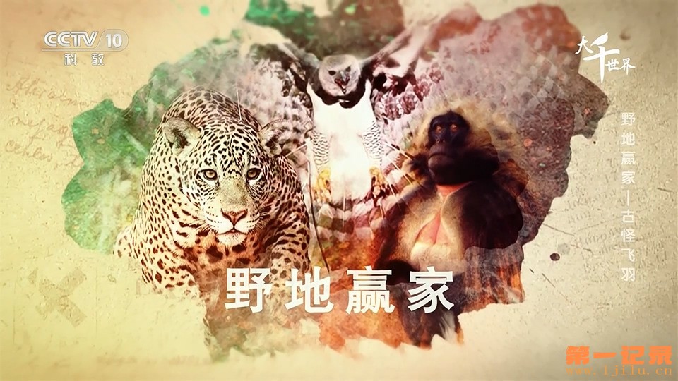 野地赢家 Helden der Tierwelt (2016).jpg