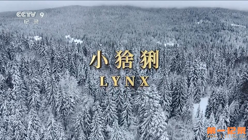 回归自然的猞猁 Lynx (2021).jpg