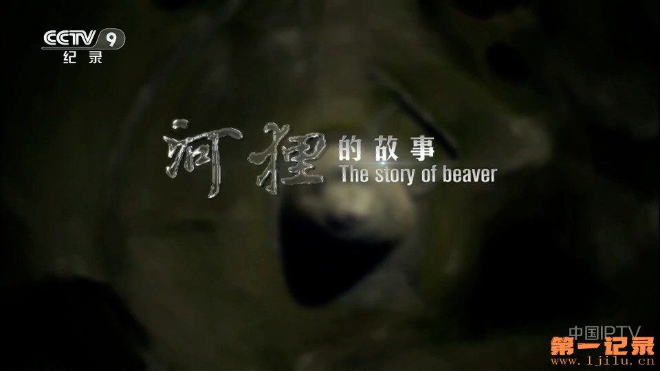 河狸的故事 (2012).jpg