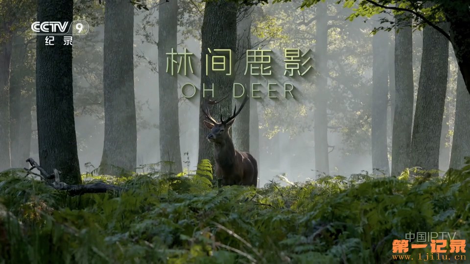 林间鹿影(2022).jpg
