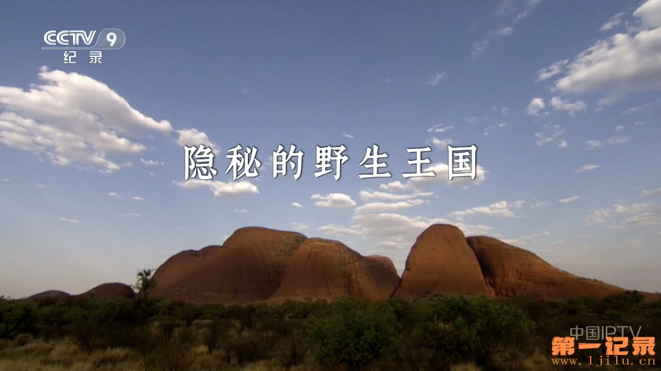隐秘的野生王国(2020).jpg