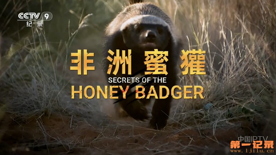 非洲蜜獾(2024).jpg